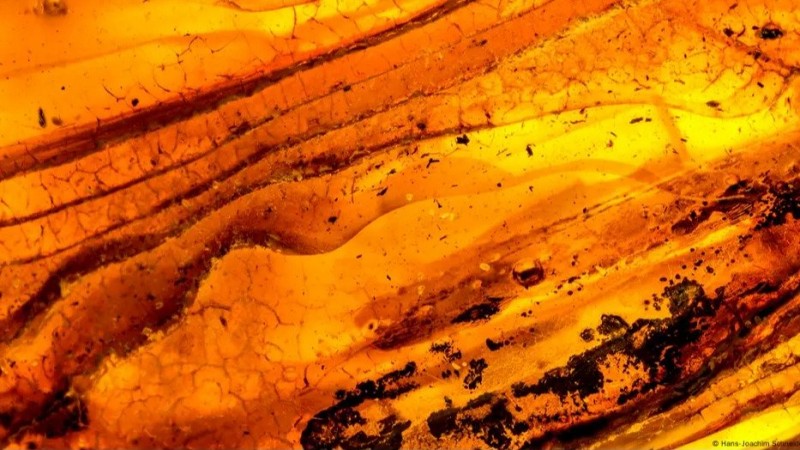 Hubo un bosque en la Antártida: ¿por qué el ámbar lo prueba?